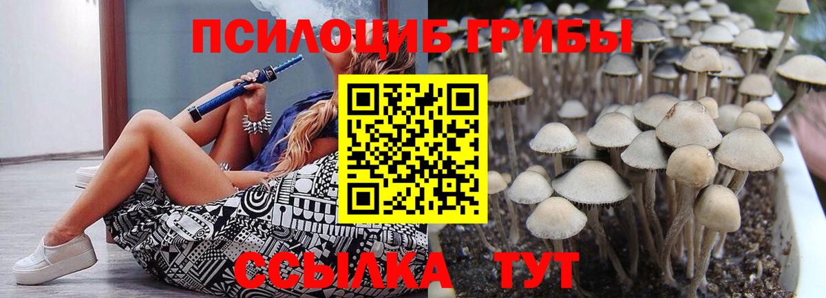 Псилоцибиновые грибы Psilocybe Киржач